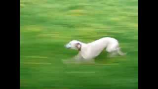 Whippet running at speed close up [upl. by Sumahs]