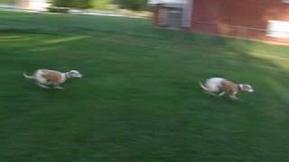 Crazy Running Whippets [upl. by Renell]